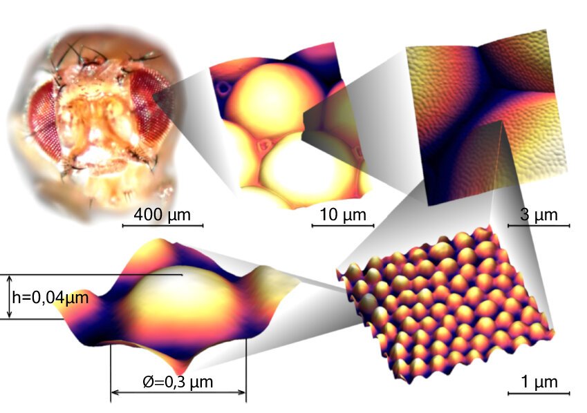 The eye is made up of many facets, which are themselves covered by a thin layer of protuberances a few tens of nanometres high. 1 micrometer (mm) = 1000 nanometers (nm). Courtesy: © UNIGE