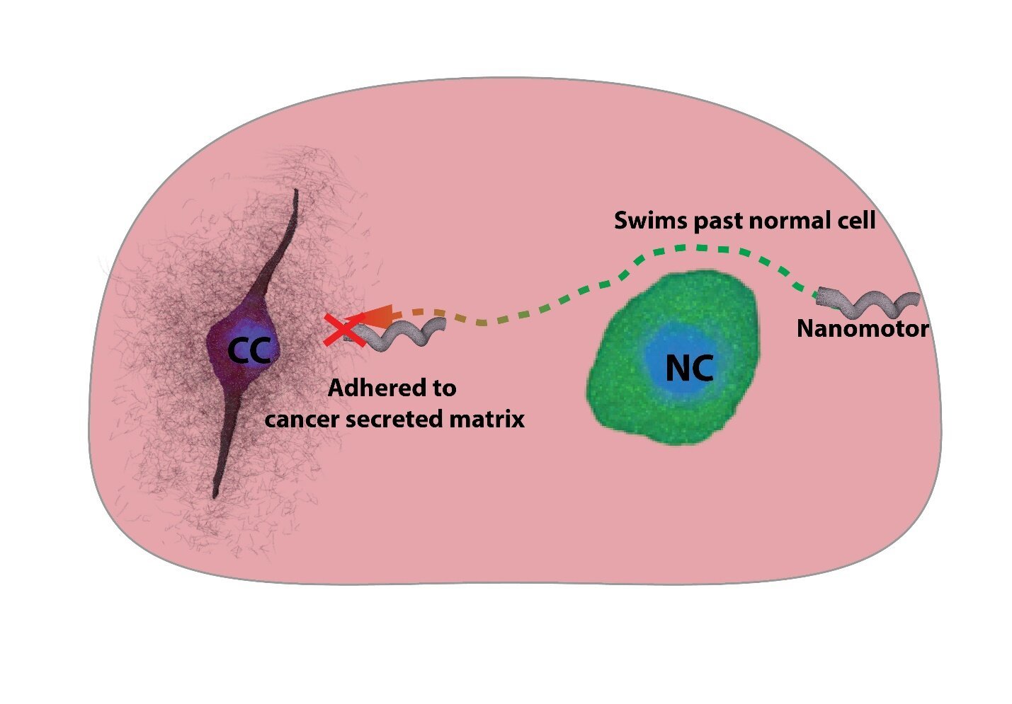 Nanomotors can swim past non-cancerous cells but adhere to the charged cancer secreted matrix in a tumor model. This can be used to localise a swarm of nanomotors near cancerous cells within a tumor Courtesy: Debayan Dasgupta.