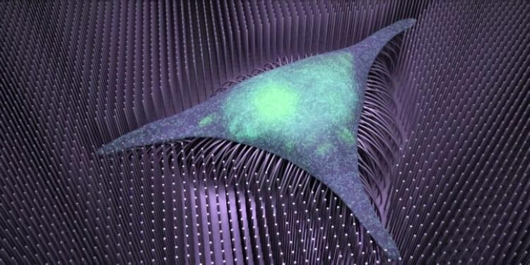Bone Formation, Nanowire,. Bionanotechnology, Biotechnology, Bones, Nanotechnology, Stem Cells, nano digest