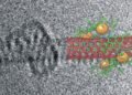 Metallacycles carbon nanotubes TEM SWCNT Nano Digest