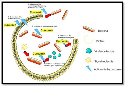 Inhibitory effect of curcumin nano digest