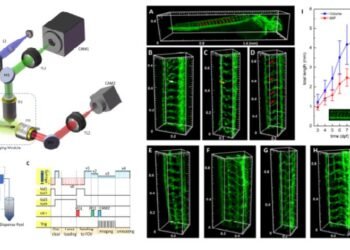 Zebrafish, 3D imaging, multidisciplinary studies, Nano Digest.