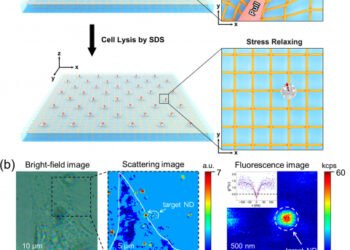 Breakthrough technology, measure rotational motion, cells, LPM Measure, Cell experiments, elastic substrate, fiducial markers, cell lysis, LPM method, scattering images, cell fed, fluorescence image, table shows, Nano Digest.