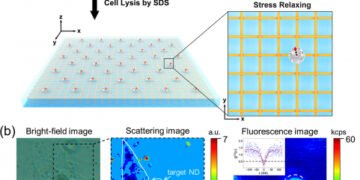Breakthrough technology, measure rotational motion, cells, LPM Measure, Cell experiments, elastic substrate, fiducial markers, cell lysis, LPM method, scattering images, cell fed, fluorescence image, table shows, Nano Digest.