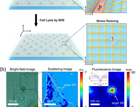 Breakthrough technology, measure rotational motion, cells, LPM Measure, Cell experiments, elastic substrate, fiducial markers, cell lysis, LPM method, scattering images, cell fed, fluorescence image, table shows, Nano Digest.