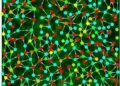 Cells, bind, stimuli, nano digest
