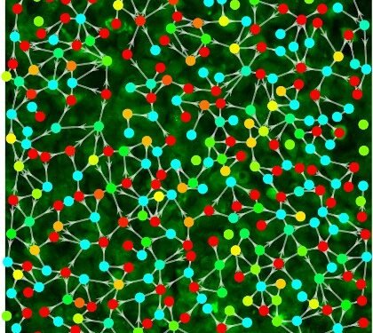 Cells, bind, stimuli, nano digest