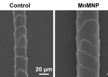 New needle patch hair in bald mice, Nano Digest.