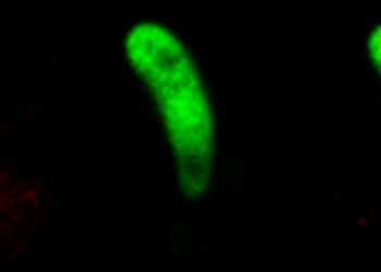 A better way in the fight against malaria. Nano Digest.