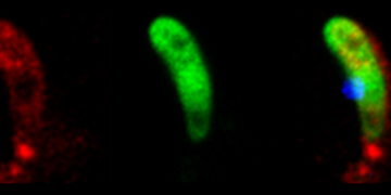 A better way in the fight against malaria. Nano Digest.