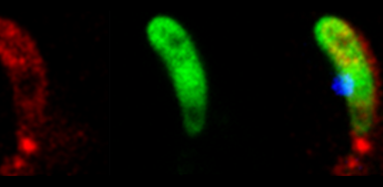 A better way in the fight against malaria. Nano Digest.