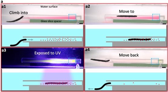 Researchers pioneer biocompatible all-water "Aquabots". Nano Digest.