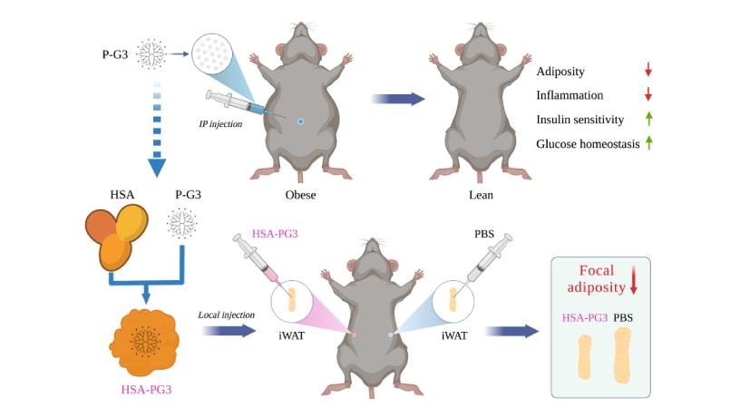 Highly charged nanomaterials treat obesity wherever you want, Nano Digest.