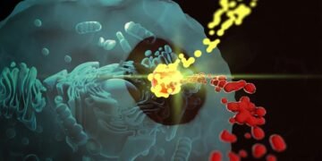 In the heart of the cell