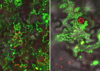 New tools to regenerate plants. Nano Digest.