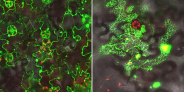 New tools to regenerate plants. Nano Digest.