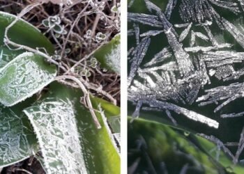 How plants protect themselves from frost. Nano Digest.