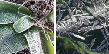 How plants protect themselves from frost. Nano Digest.