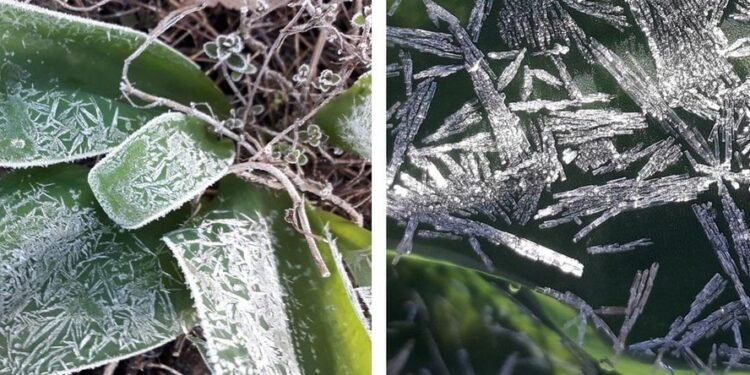 How plants protect themselves from frost. Nano Digest.