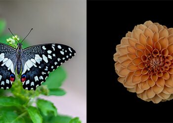 Harnessing the power of symmetry for new quantum technologies. Nano Digest.