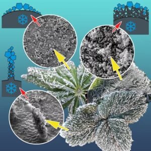  How plants protect themselves from frost. Nano Digest.