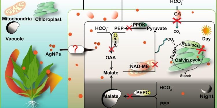 Photo: Schematic diagram depicting effects of AgNPs on inorganic carbon utilization of submerged macrophyte. Courtesy:  WBG/Chinese University of Scence. Eeffects of silver nanoparticles on inorganic carbon utilization. Nano Digest.