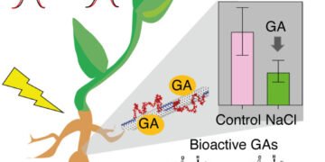 The first nanotube sensor can detect and distinguish plant gibberellin hormones. Nano Digest.