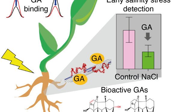 The first nanotube sensor can detect and distinguish plant gibberellin hormones. Nano Digest.