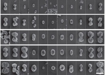 Micron-sized "Bow Extensions" Self-assembled from Nanoparticles. Nano Digest.