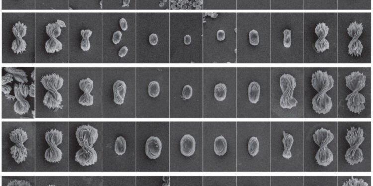Micron-sized "Bow Extensions" Self-assembled from Nanoparticles. Nano Digest.
