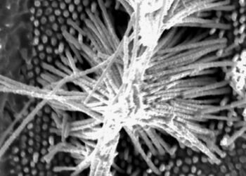 Nanowire casting triggers an unexpected process. Nano Digest.