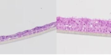 Scientists build human lungs in boxes to test drugs. Nano Digest.