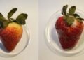 Edible CBD oil can extend the shelf life of strawberries. Nano Digest.