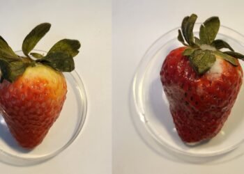 Edible CBD oil can extend the shelf life of strawberries. Nano Digest.