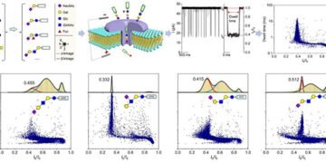 Detection of Glycans with Single Molecule Nanopore Sensing. Nano Digest