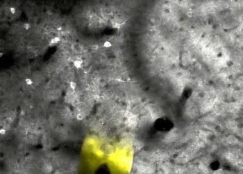 Flexible nanoelectrodes can provide effective brain stimulation. Nano Digest.