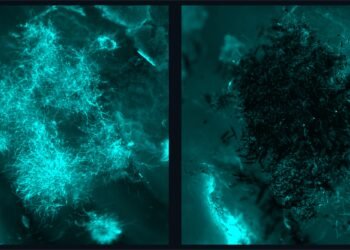 New way to Quickly Eliminate Fungal Infections. Nano Digest.