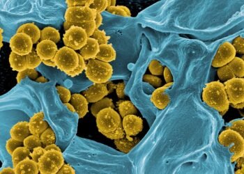 A rapid test for sepsis. Nano Digest