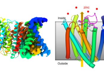 The zinc transporter has a self-regulating sensor. Nano Digest.