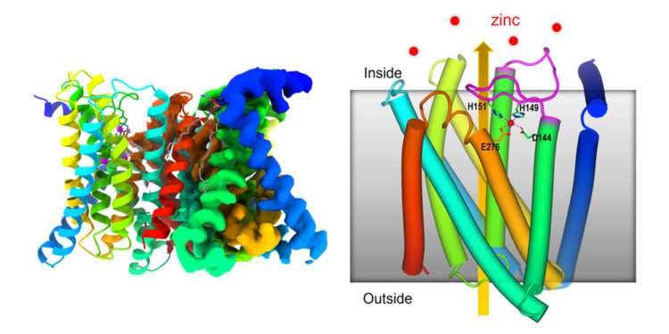 The zinc transporter has a self-regulating sensor. Nano Digest.