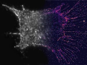 New type of supersolution monitors cell division. Nano Digest.