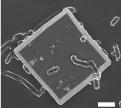 How Solar Microbes Turn CO2 into Bioplastic. Nano Digest.