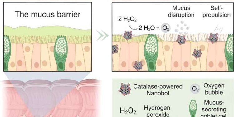 Enzyme-Powered ‘Snot Bots’. Nano Digest.
