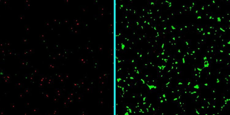 Sugar-coated nanotherapy dramatically improves neuron survival in Alzheimer’s model.