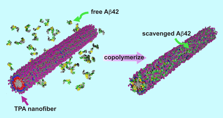 Sugar-coated nanotherapy dramatically improves neuron survival in Alzheimer’s model.