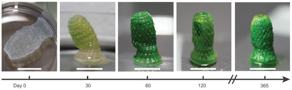 A building material that lives and stores carbon