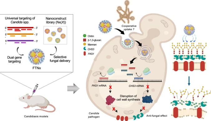Novel Candidiasis Treatment Overcoming Side Effects and Resistance