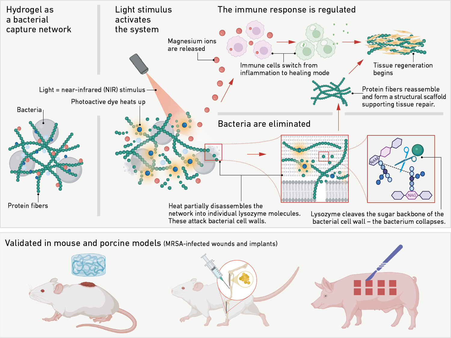 Fighting superbugs with nets and light switches