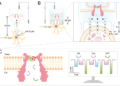 Watch biomolecules in single live cells in real time