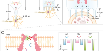 Watch biomolecules in single live cells in real time